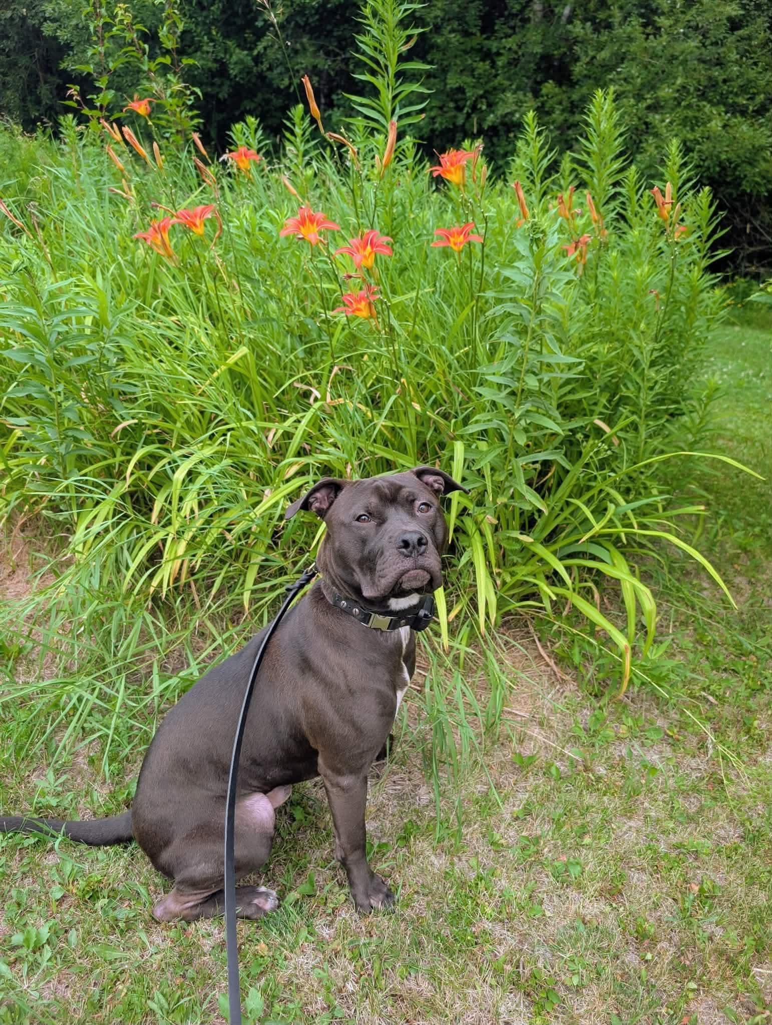 Earl, Adoptable, Young Male Pit Bull Terrier.