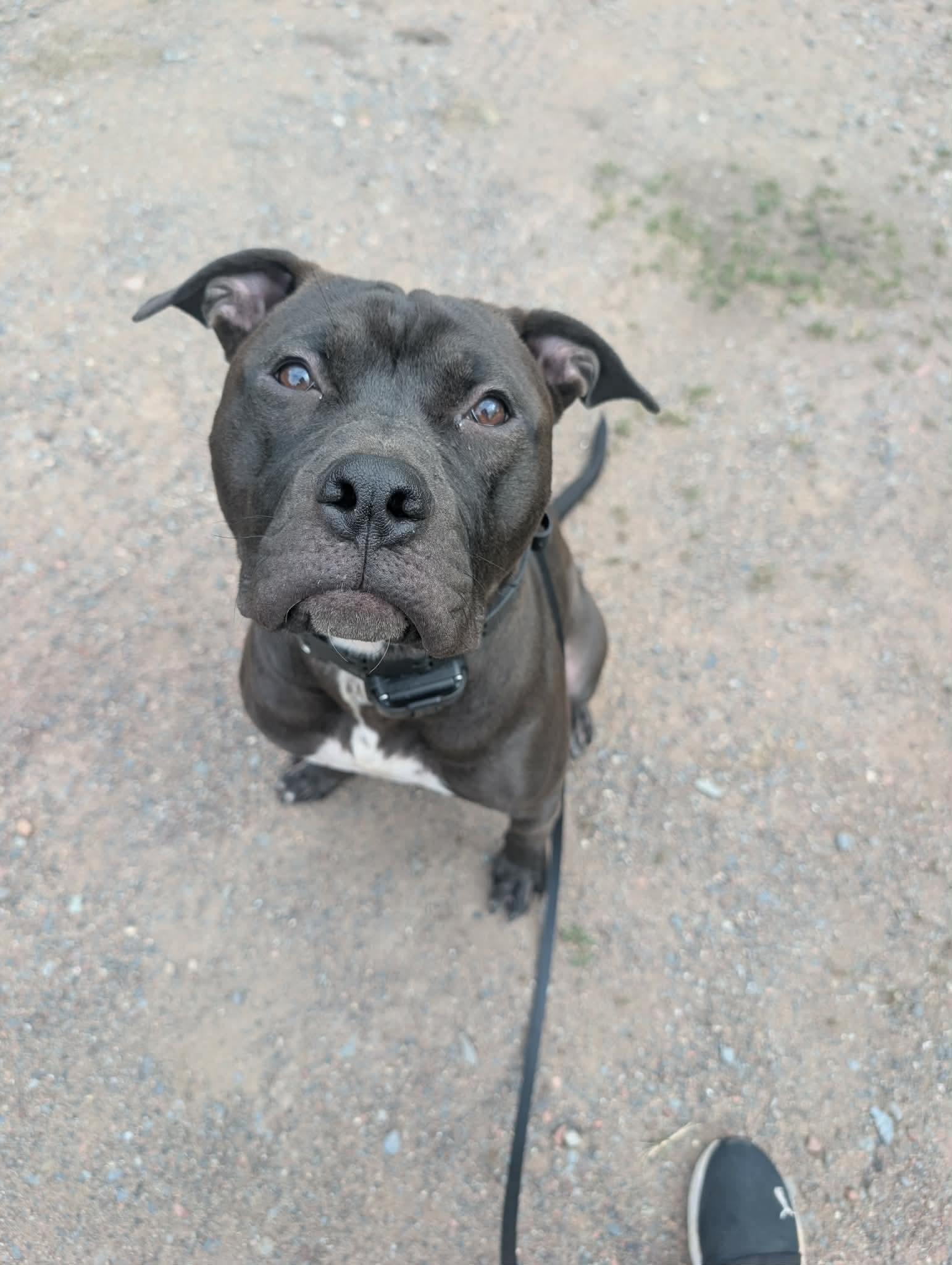 Earl, a Adoptable Pit Bull Terrier in Duluth, MN image 2/3