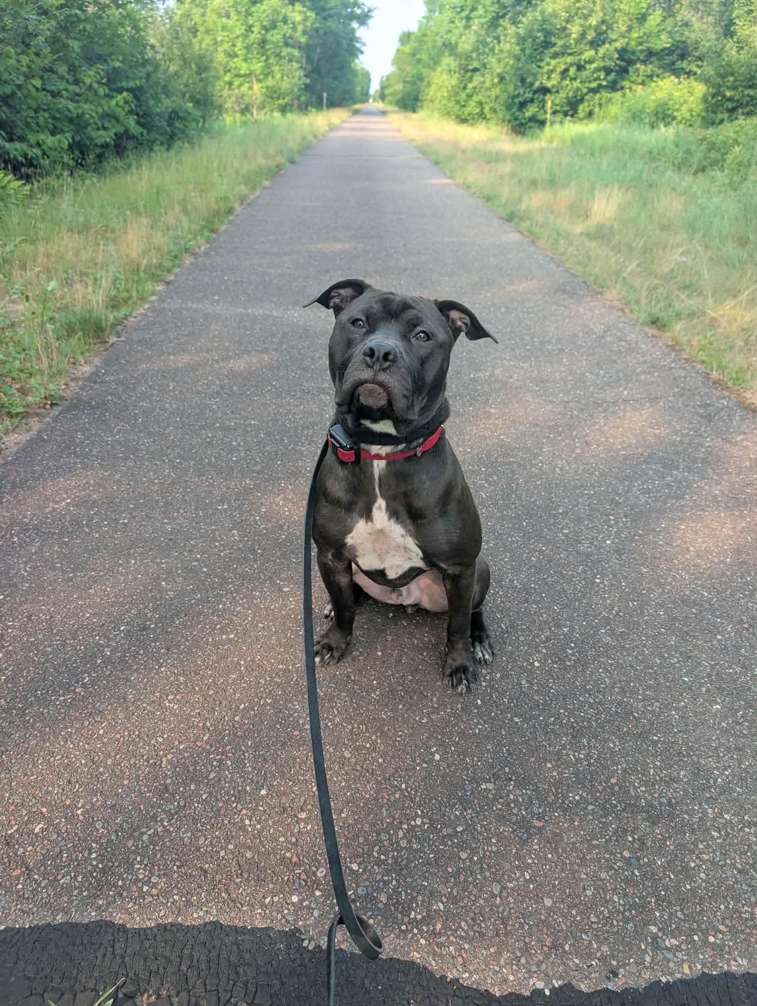 Earl, a Adoptable Pit Bull Terrier in Duluth, MN image 3/3