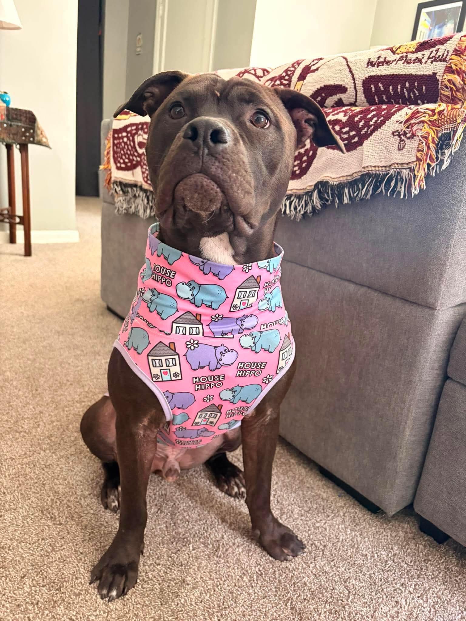 Enlarge Earl, a Adoptable Pit Bull Terrier in Duluth, MN image 3/3