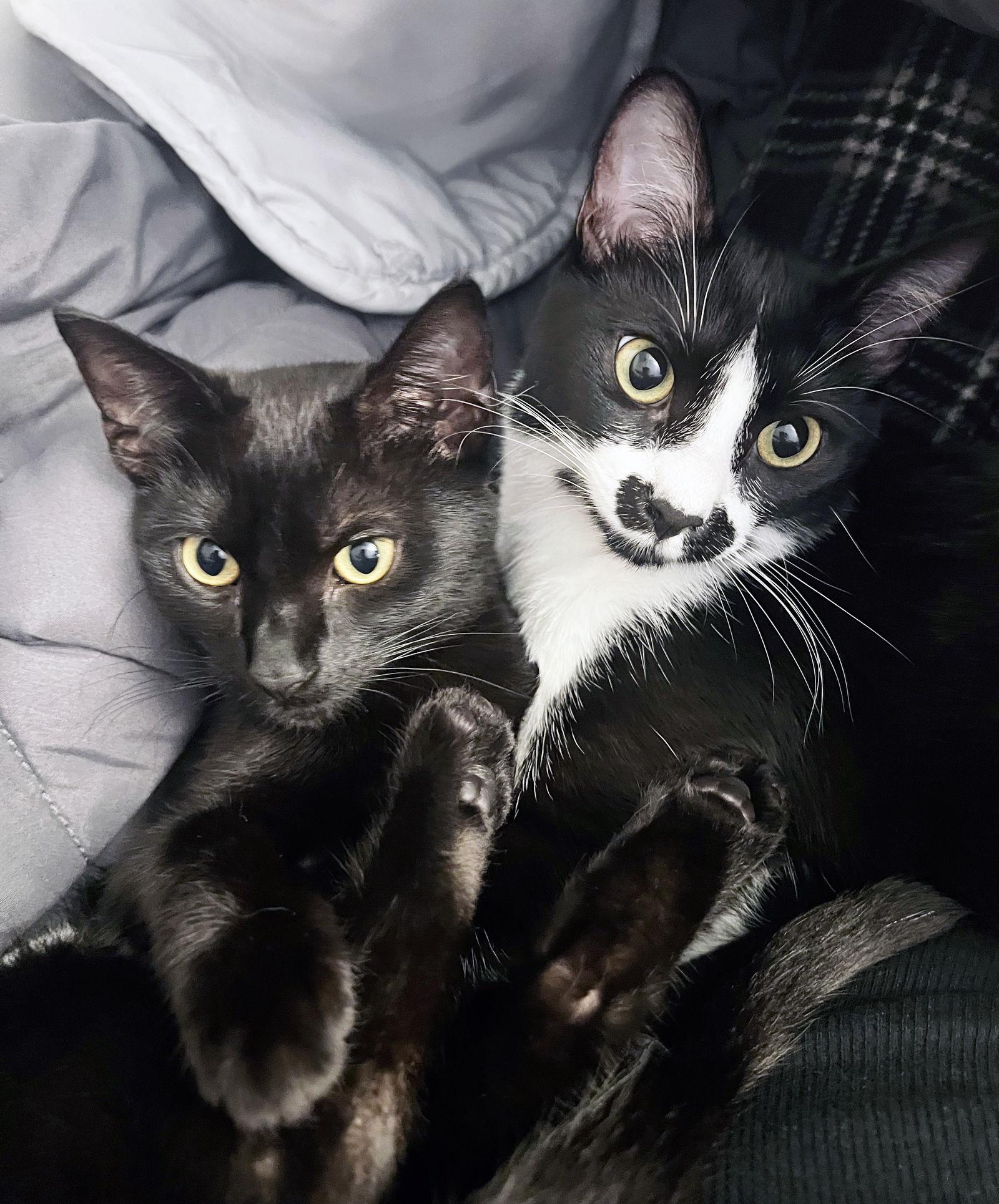 Enlarge Bea, a Adoptable Domestic Short Hair in Alameda, CA image 1/3