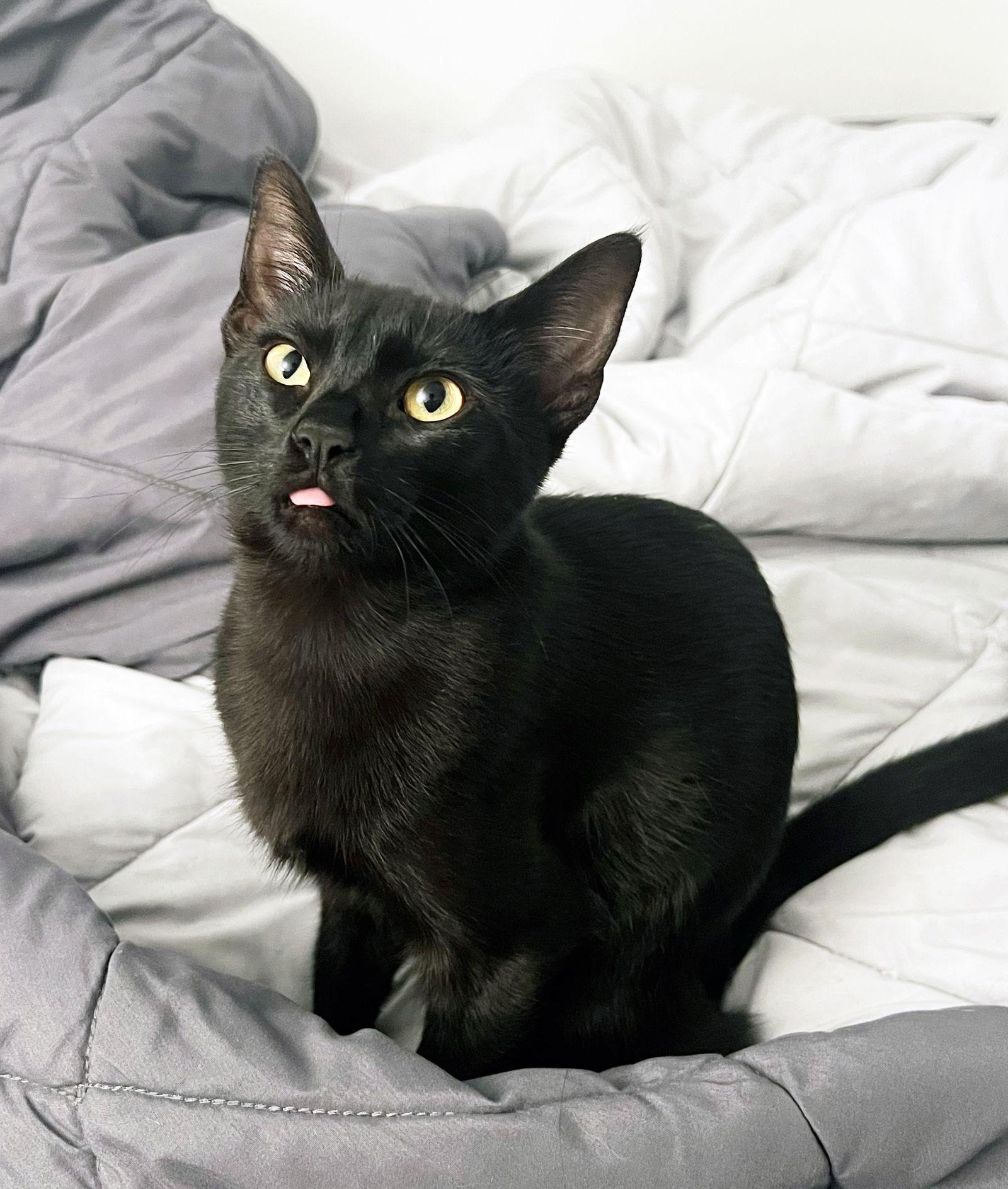 Enlarge Bea, a Adoptable Domestic Short Hair in Alameda, CA image 2/3