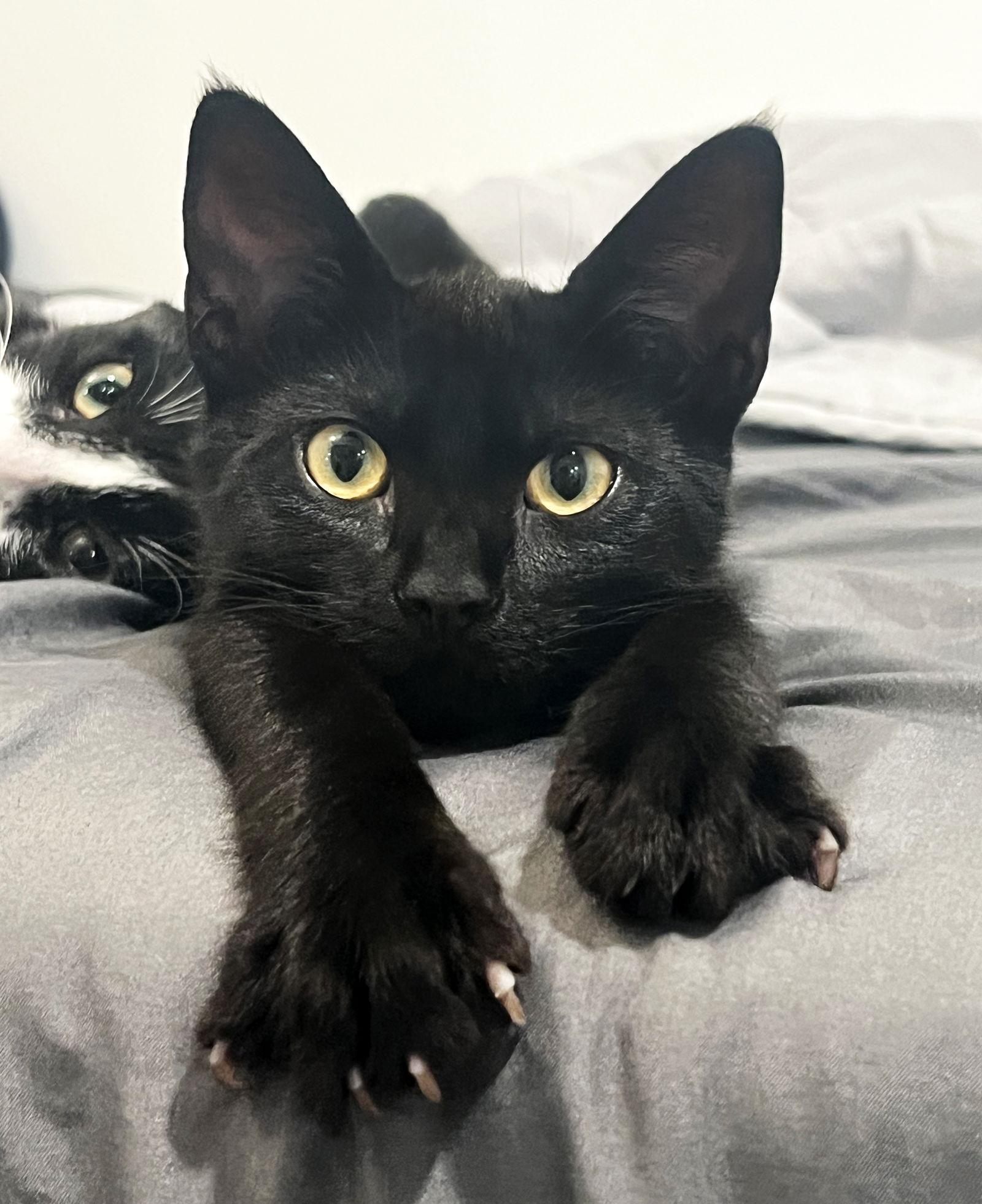 Enlarge Bea, a Adoptable Domestic Short Hair in Alameda, CA image 3/3