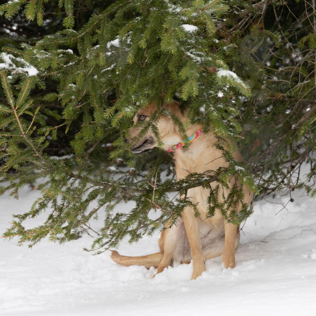 Tia B, a Adoptable Mixed Breed in Erie, PA image 1/6