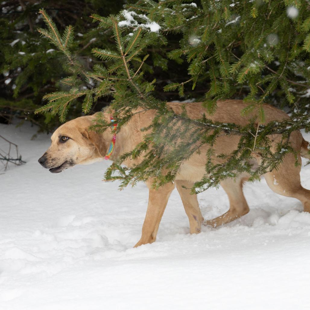 Tia B, a Adoptable Mixed Breed in Erie, PA image 2/6