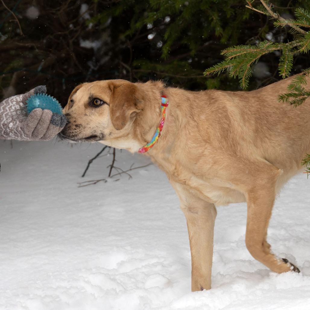 Tia B, a Adoptable Mixed Breed in Erie, PA image 3/6