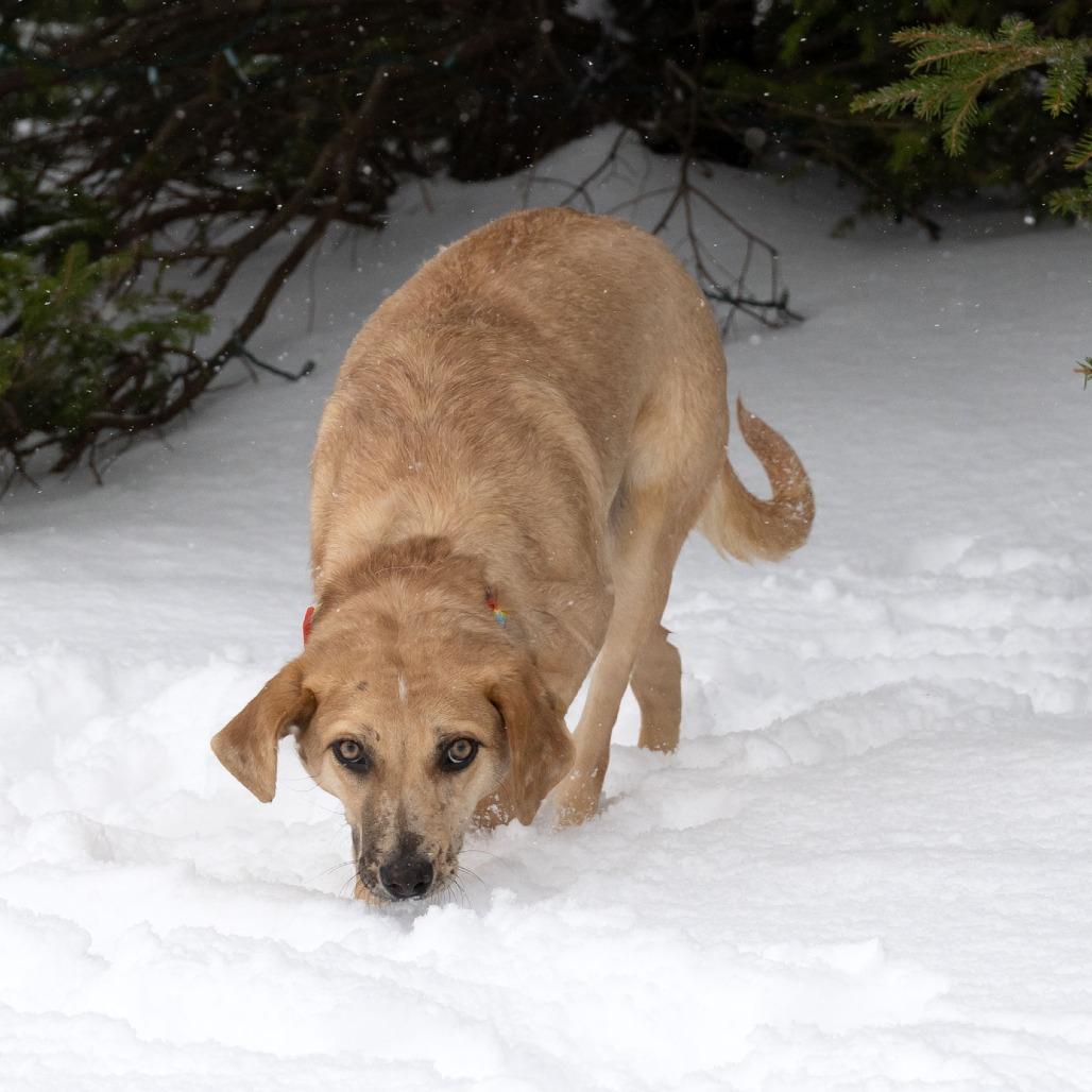 Tia B, a Adoptable Mixed Breed in Erie, PA image 4/6
