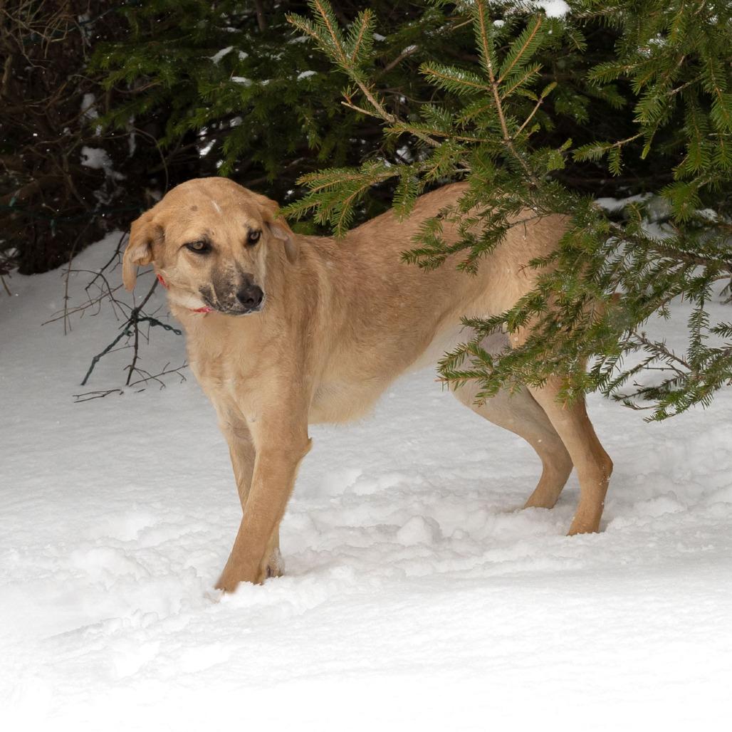 Tia B, a Adoptable Mixed Breed in Erie, PA image 5/6