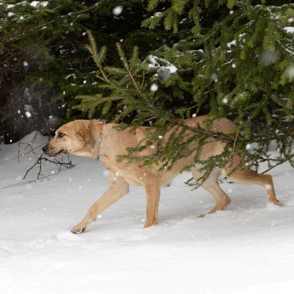 Tia B, a Adoptable Mixed Breed in Erie, PA image 6/6