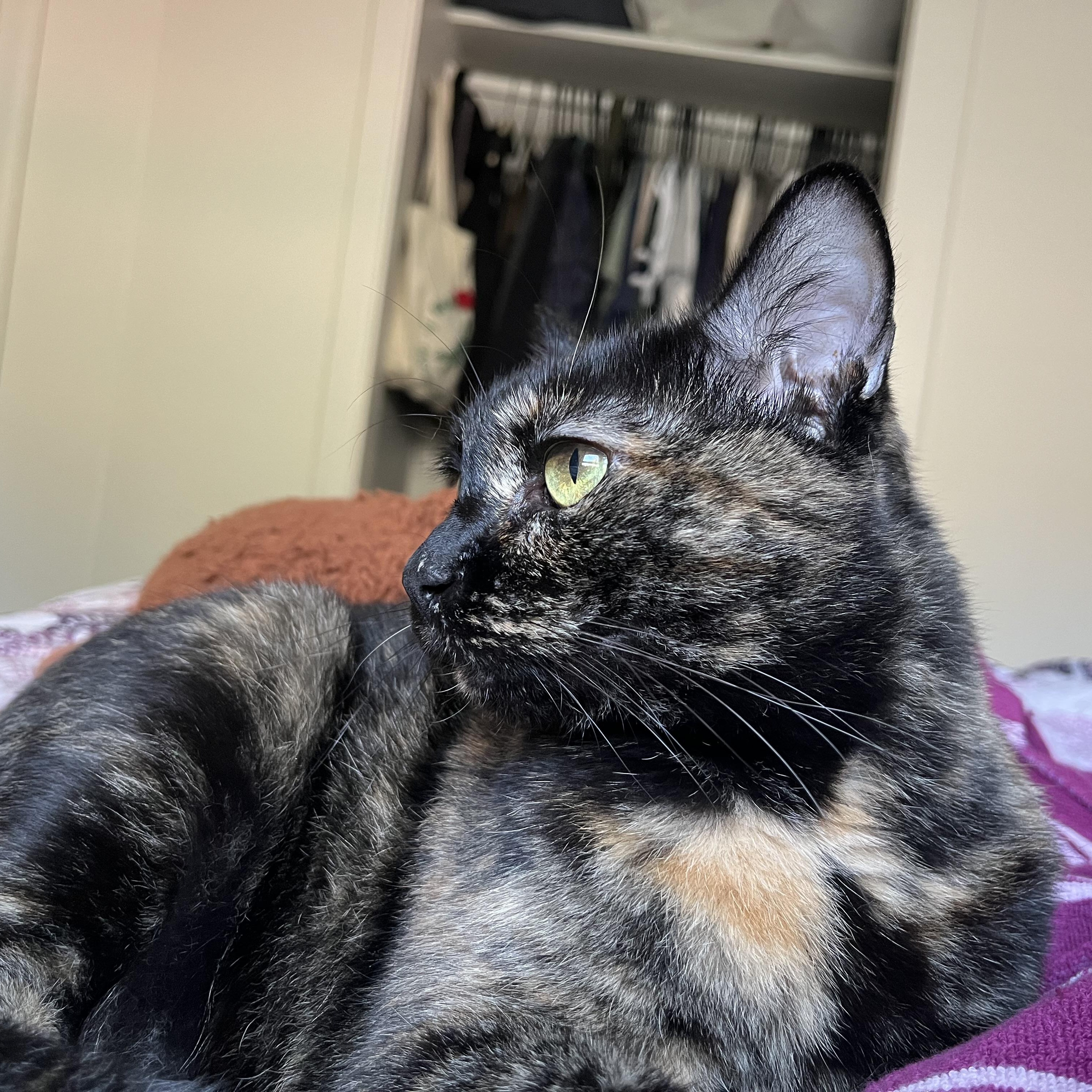 Sweetie Pie, an adoptable Tortoiseshell in Springfield, OR, 97478 | Photo Image 3