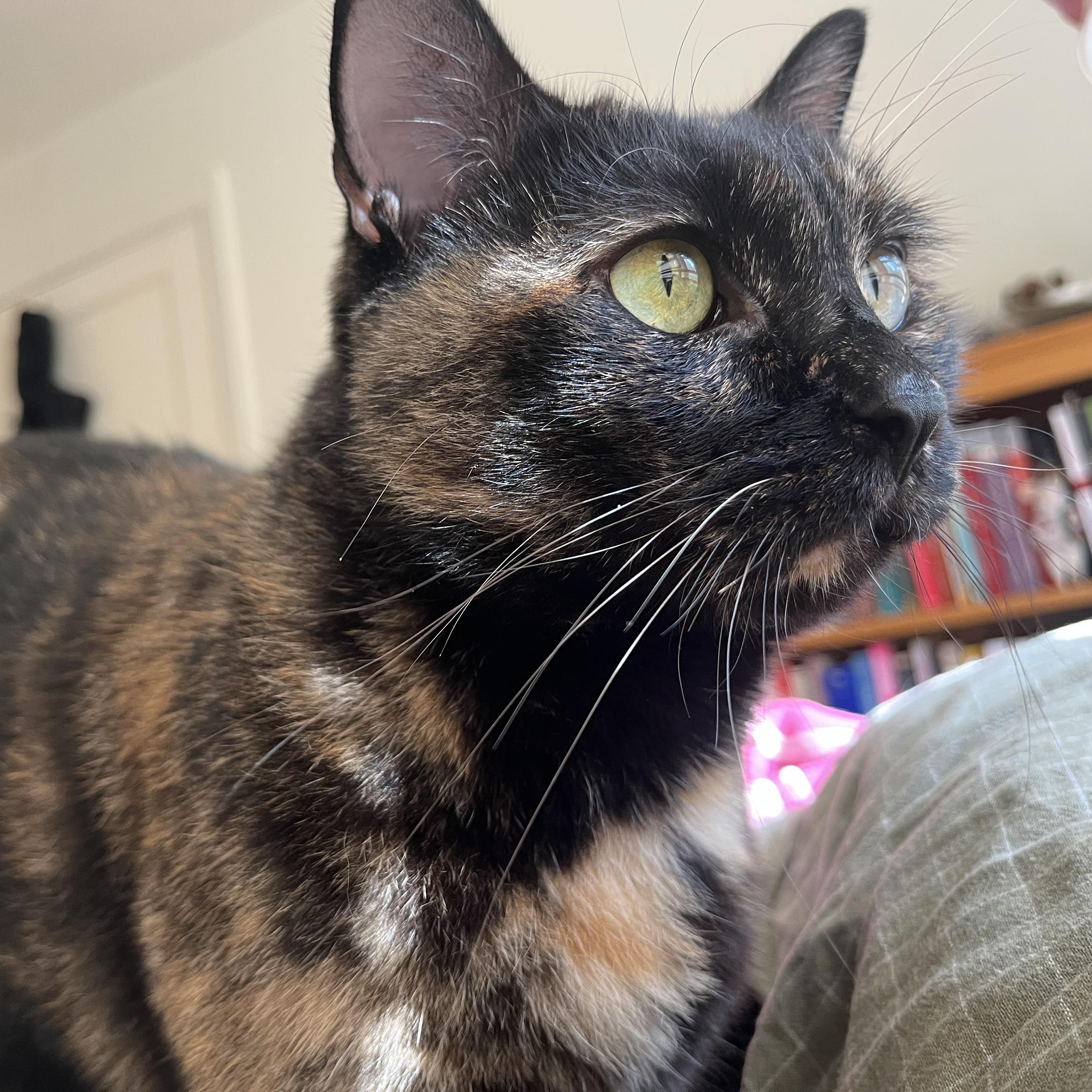 Sweetie Pie, an adoptable Tortoiseshell in Springfield, OR, 97478 | Photo Image 4