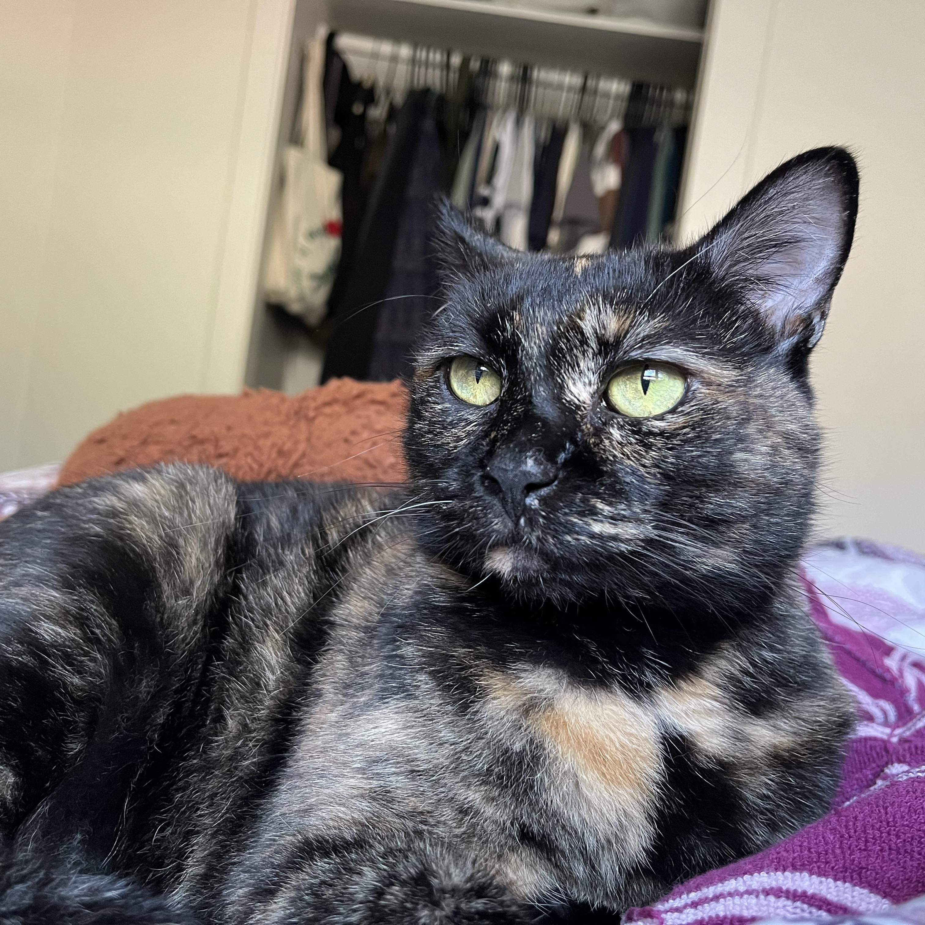Sweetie Pie, Adoptable, Senior Female Tortoiseshell.