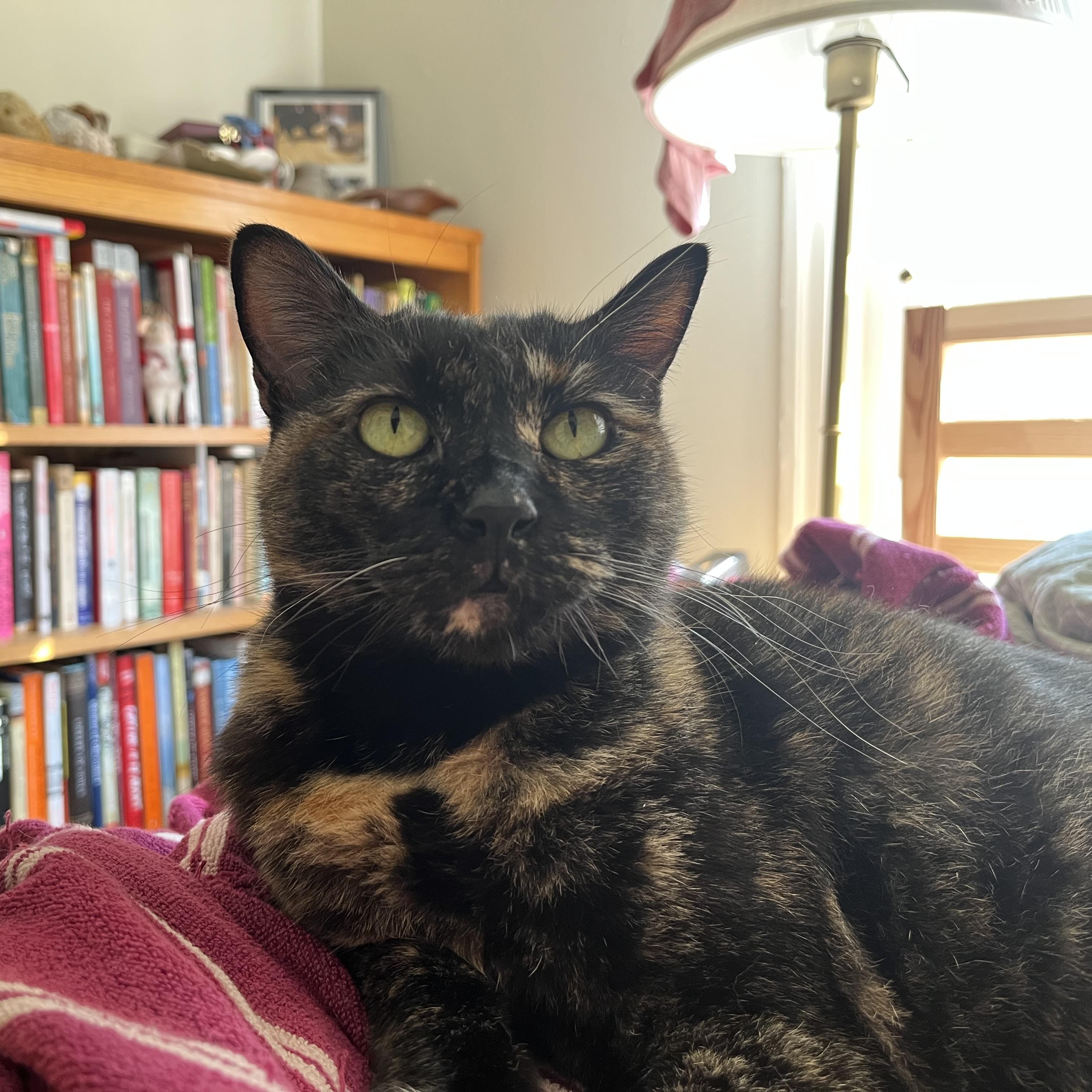 Sweetie Pie, Adoptable, Senior Female Tortoiseshell & Domestic Short Hair.