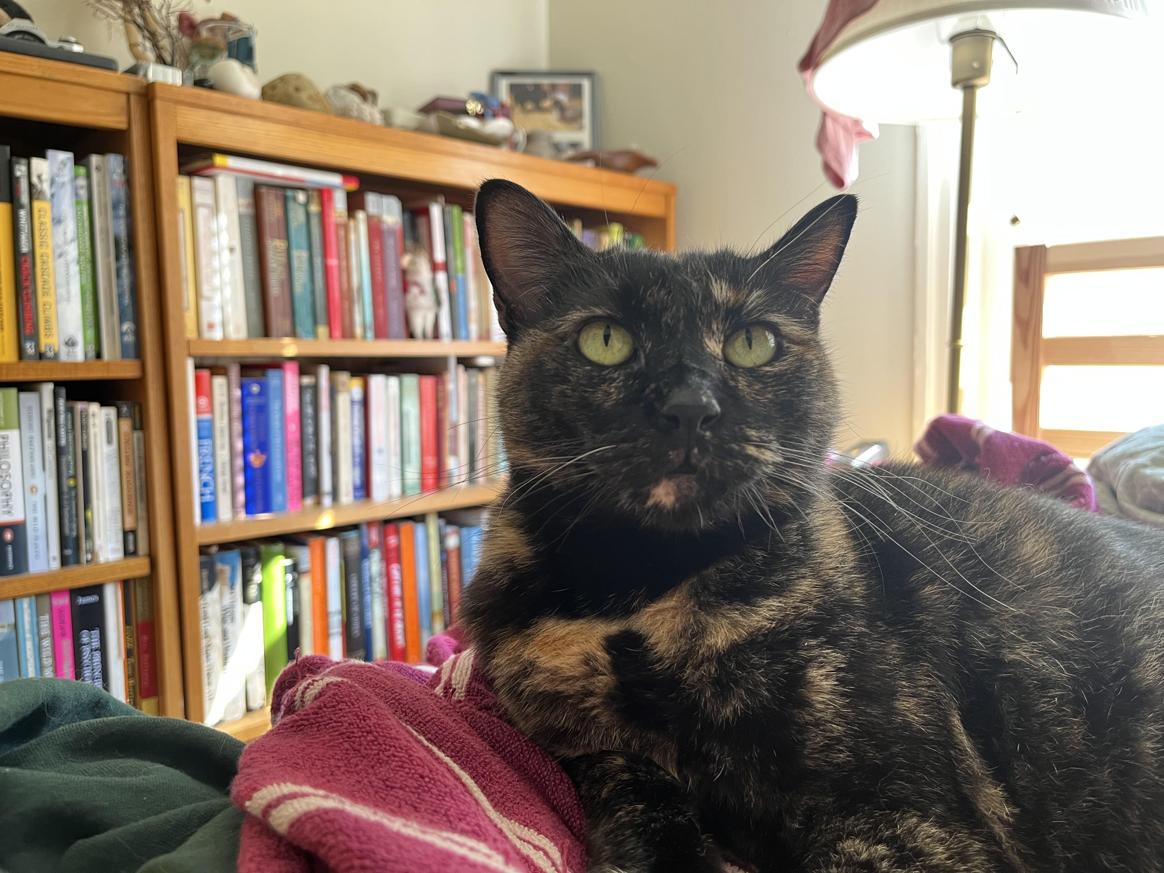 Sweetie Pie, an adoptable Tortoiseshell in Springfield, OR, 97478 | Photo Image 2