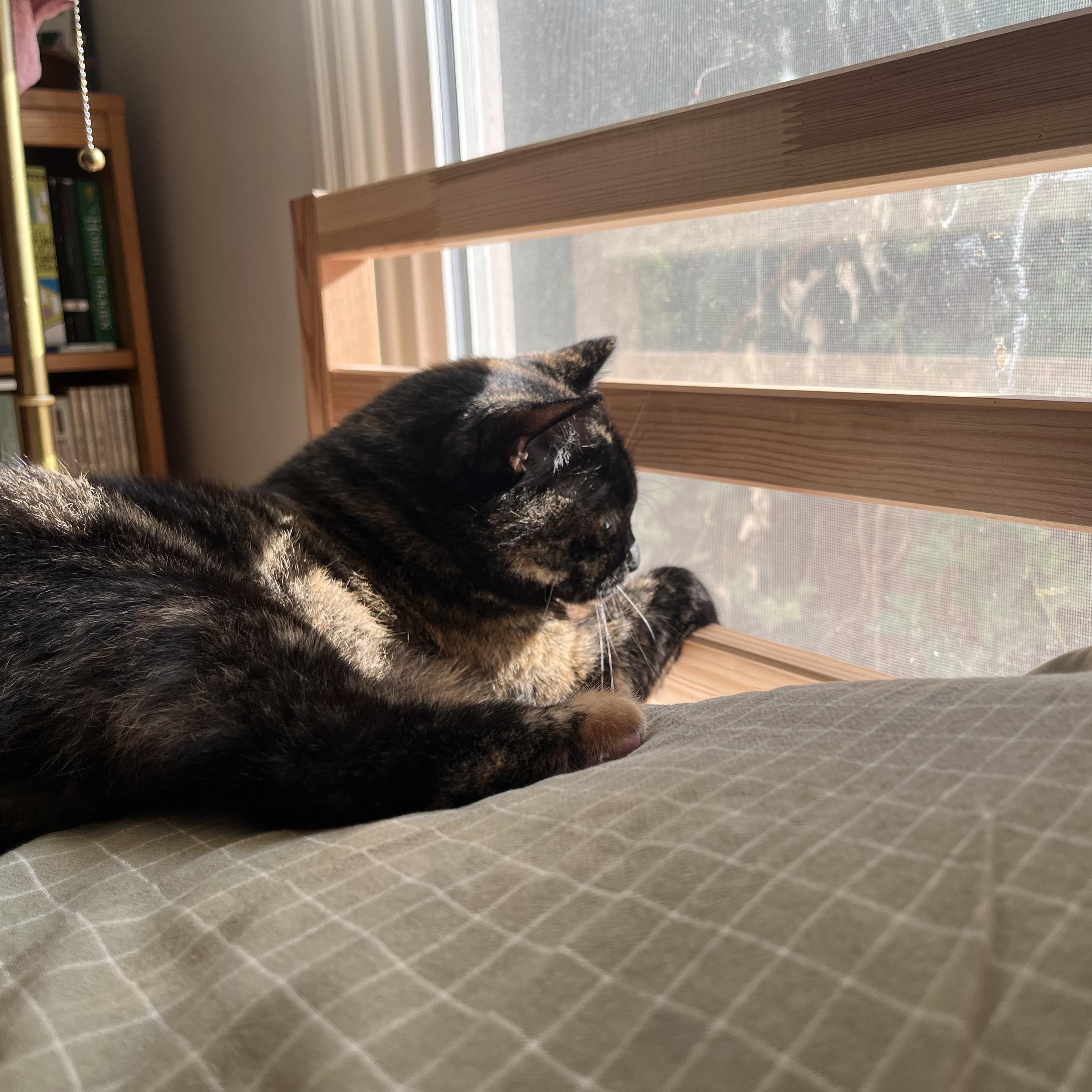 Sweetie Pie, a Adoptable mixed breed in Springfield, OR image 5/5