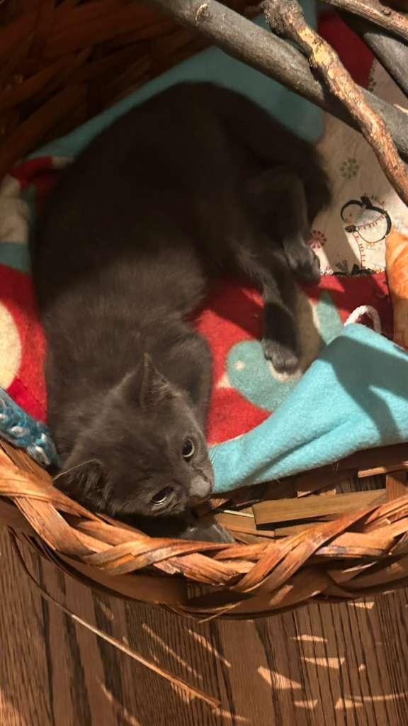 Edison, Adoptable, Kitten Male Domestic Short Hair.