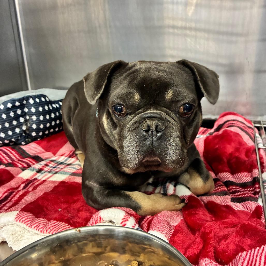 Enlarge Quill, a Adoptable French Bulldog in Marysville, OH image 1/2