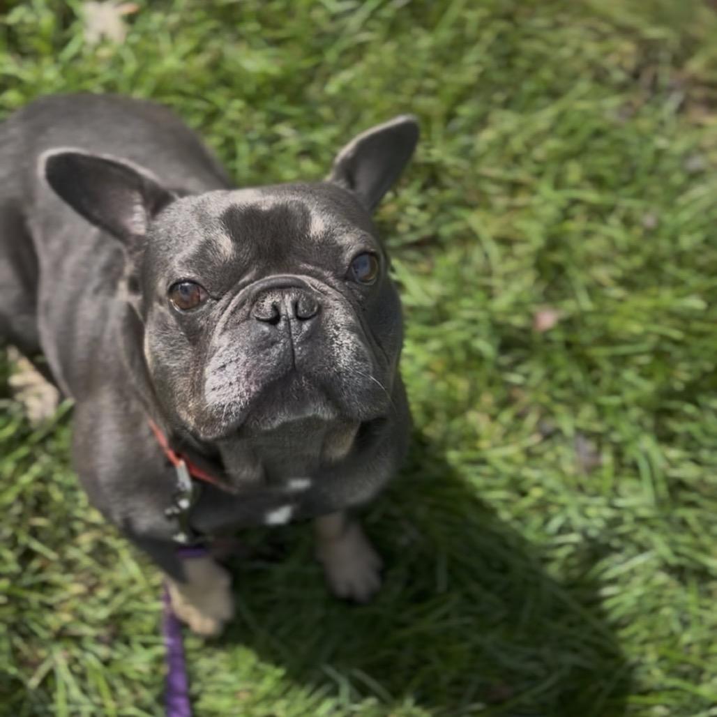 Enlarge Quill, a Adoptable French Bulldog in Marysville, OH image 2/2