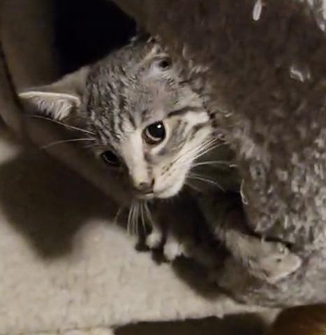 Enlarge Udon, Bonded to Soba - PENDING ADOPTION, an adopted Domestic Short Hair in Fair Haven, VT image 6/6