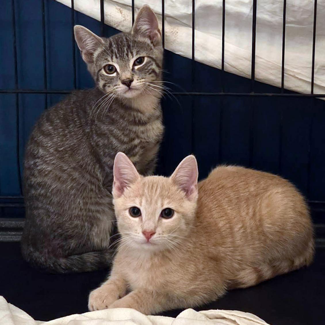 Enlarge Udon, Bonded to Soba - PENDING ADOPTION, an adopted Domestic Short Hair in Fair Haven, VT image 1/6