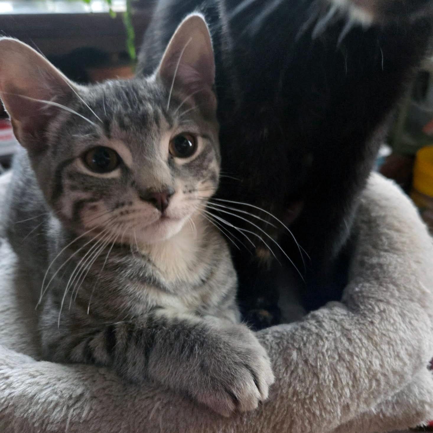 Enlarge Udon, Bonded to Soba - PENDING ADOPTION, an adopted Domestic Short Hair in Fair Haven, VT image 2/6