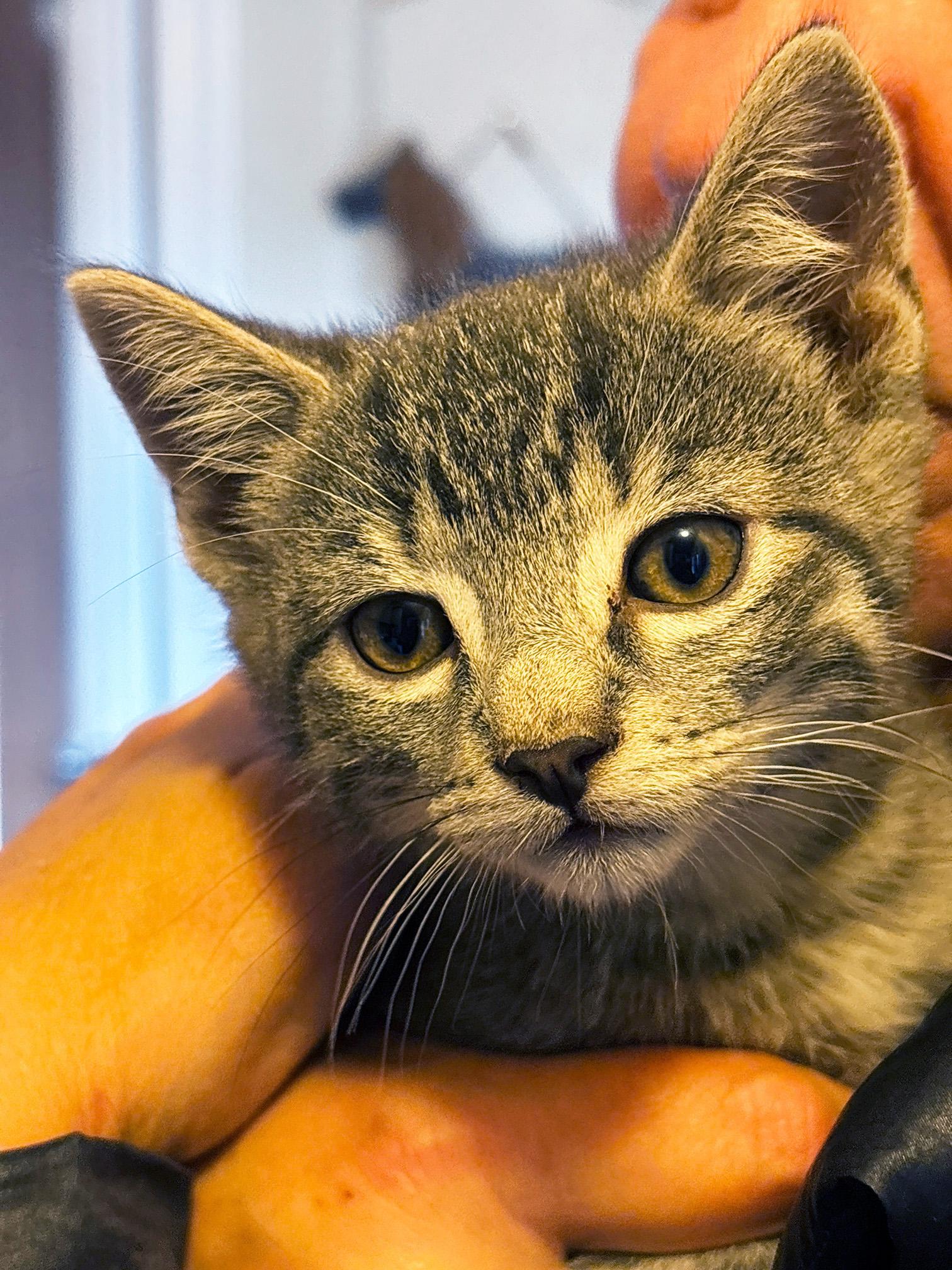 Enlarge Udon, Bonded to Soba - PENDING ADOPTION, an adopted Domestic Short Hair in Fair Haven, VT image 3/6