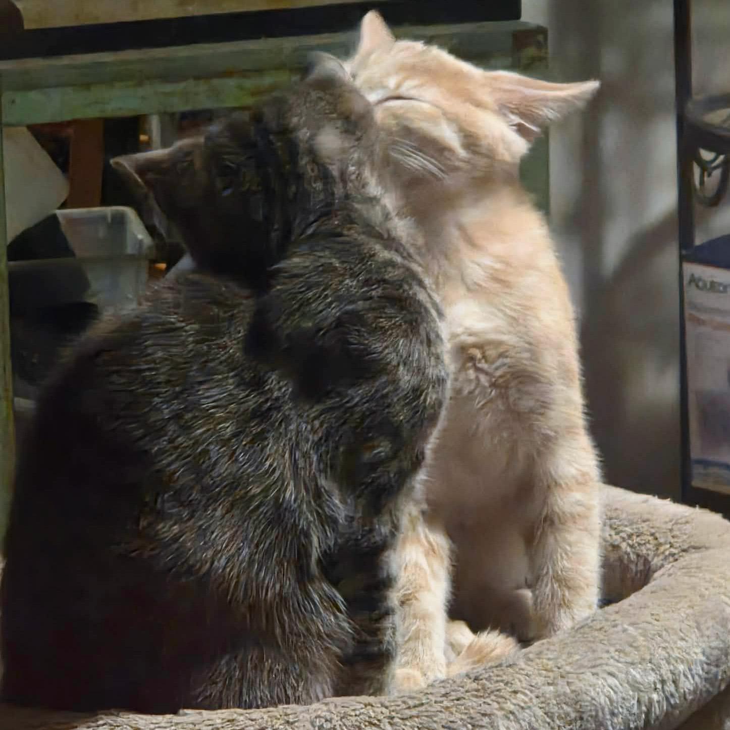 Enlarge Udon, Bonded to Soba - PENDING ADOPTION, an adopted Domestic Short Hair in Fair Haven, VT image 5/6