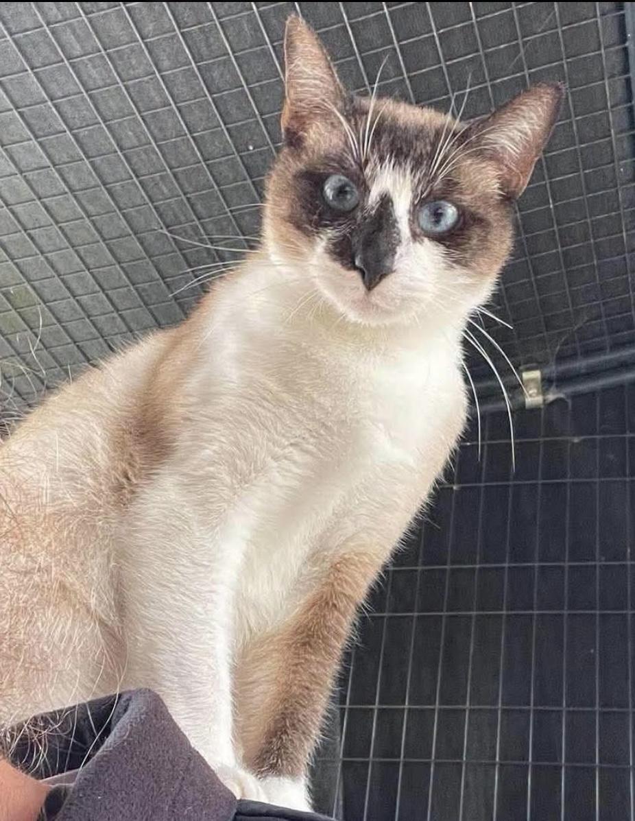 Jessica, Adoptable, Adult Female Siamese.