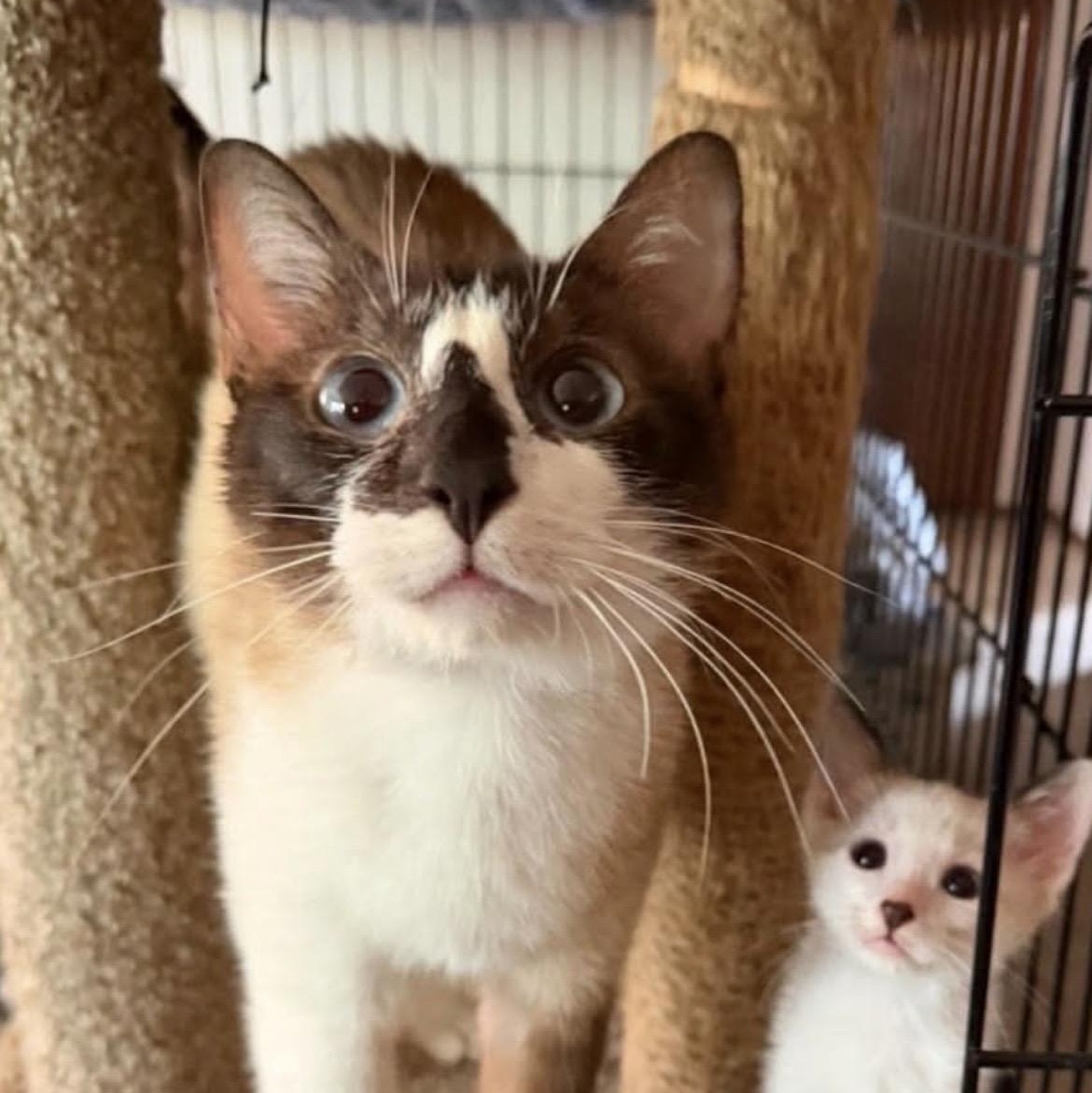 Jessica, Adoptable, Adult Female Siamese.