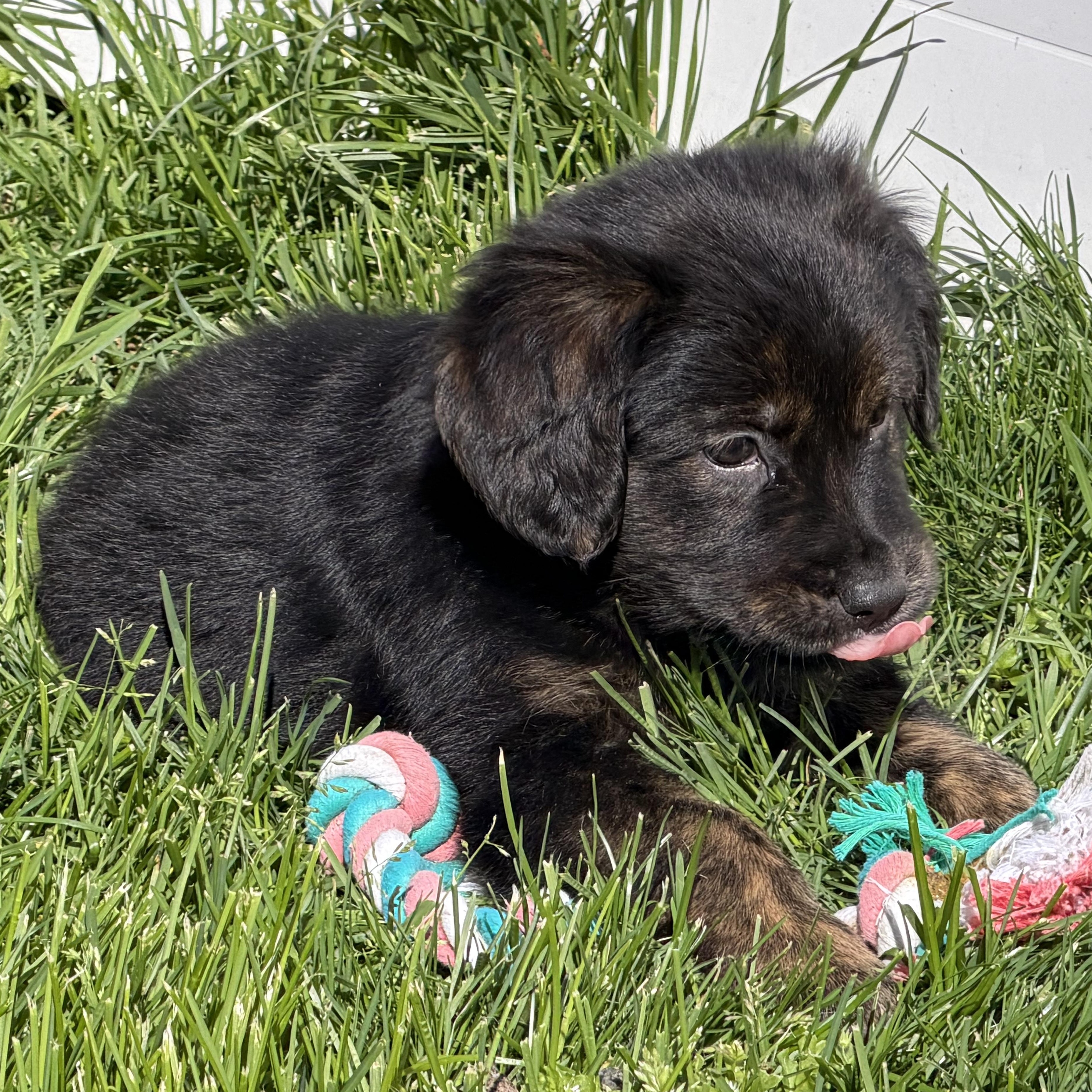 Enlarge Hillary, a ADOPTABLE mixed breed in Boston, MA image 3/6