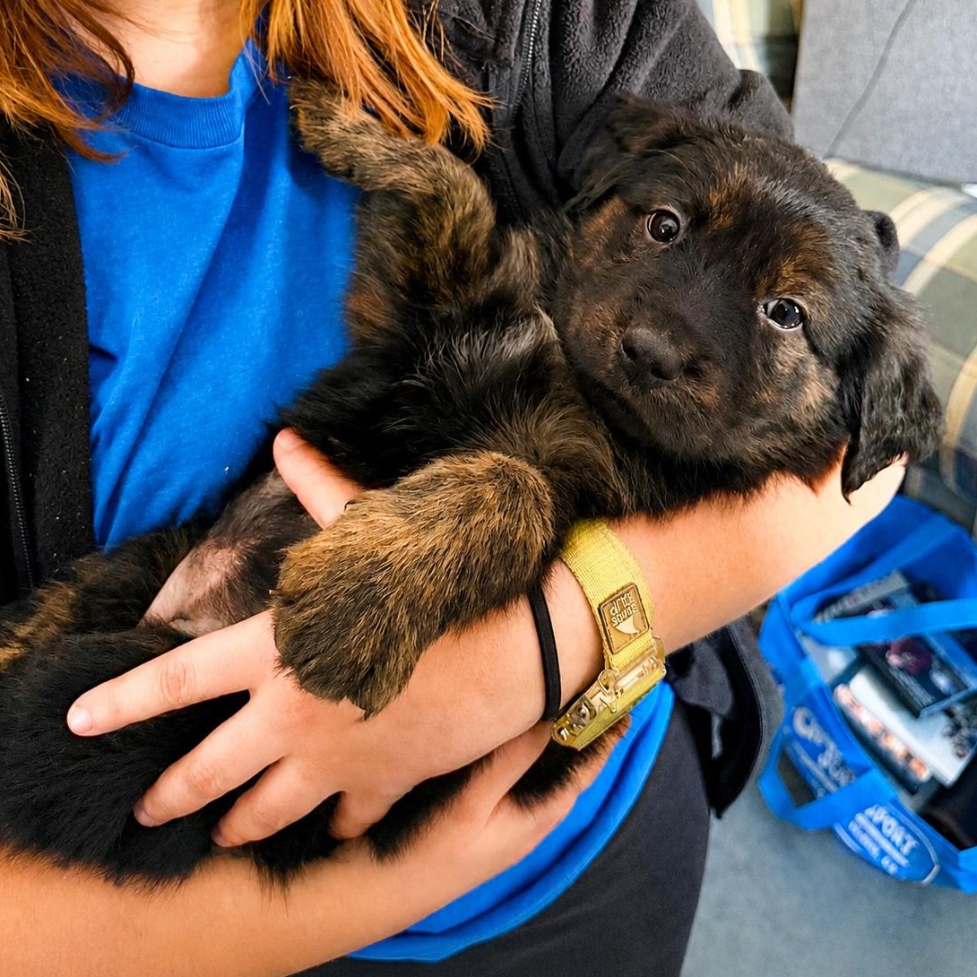 Enlarge Hillary, a ADOPTABLE mixed breed in Boston, MA image 2/6