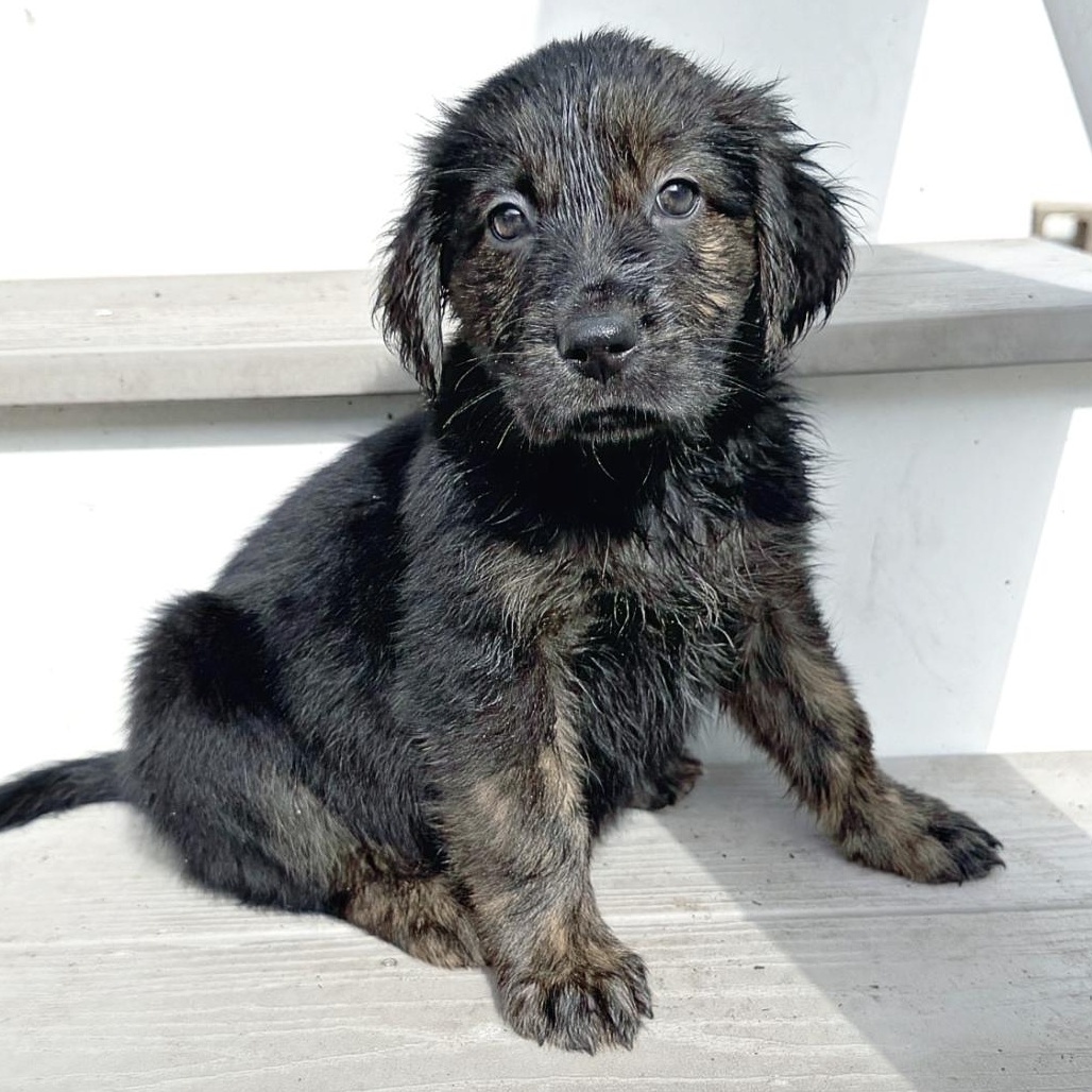 Enlarge Hillary, a ADOPTABLE mixed breed in Boston, MA image 1/6