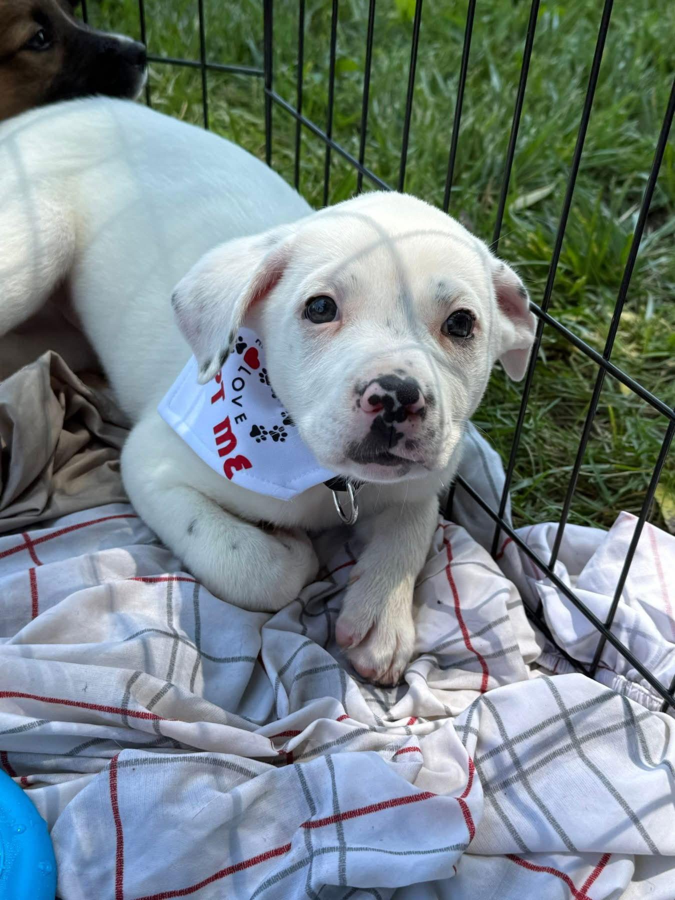 Enlarge Marshmallow 0550, a Adopted Mixed Breed in Stephens City, VA image 1/2
