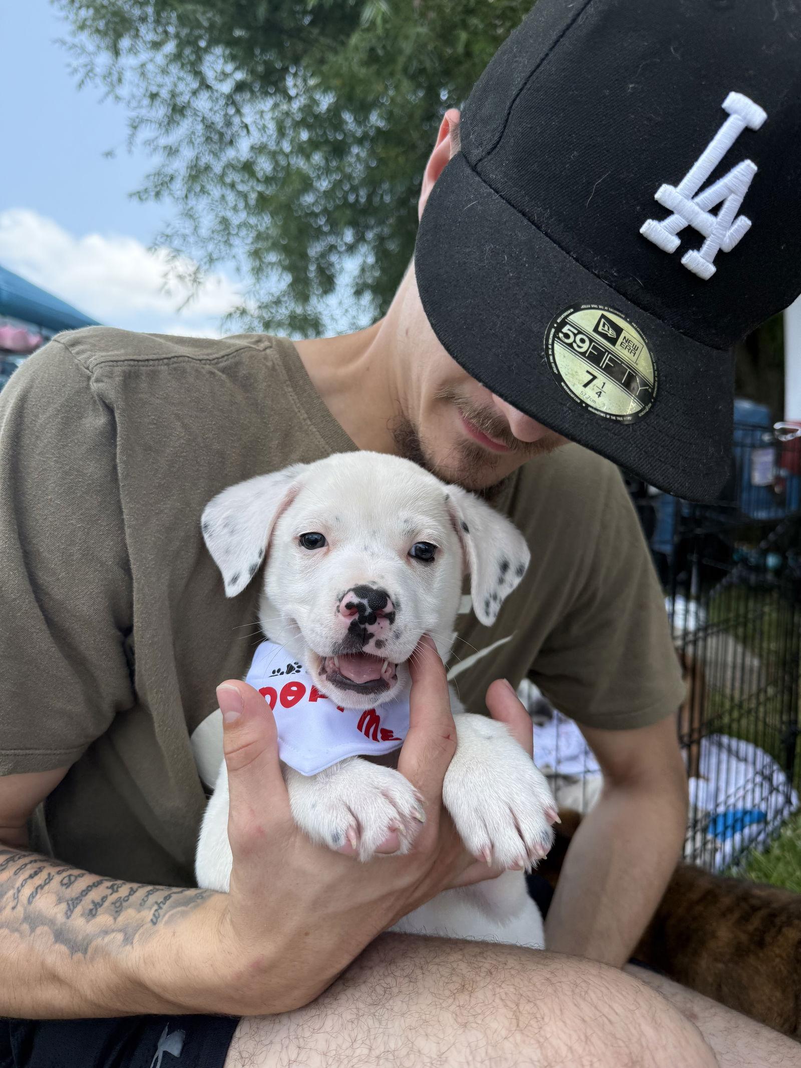 Enlarge Marshmallow 0550, a Adopted Mixed Breed in Stephens City, VA image 2/2