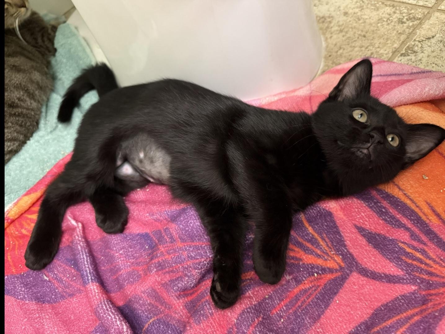 Dareia WA14100-T, Adoptable, Kitten Female Domestic Short Hair.