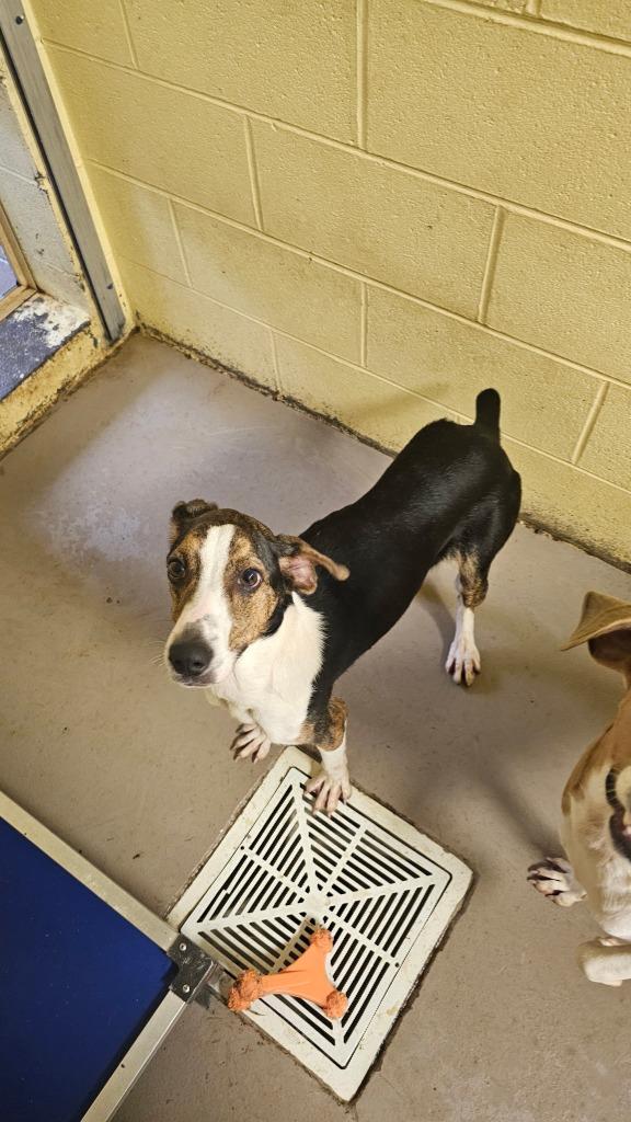 PIPER, Adoptable, Adult Female Greyhound & Hound.