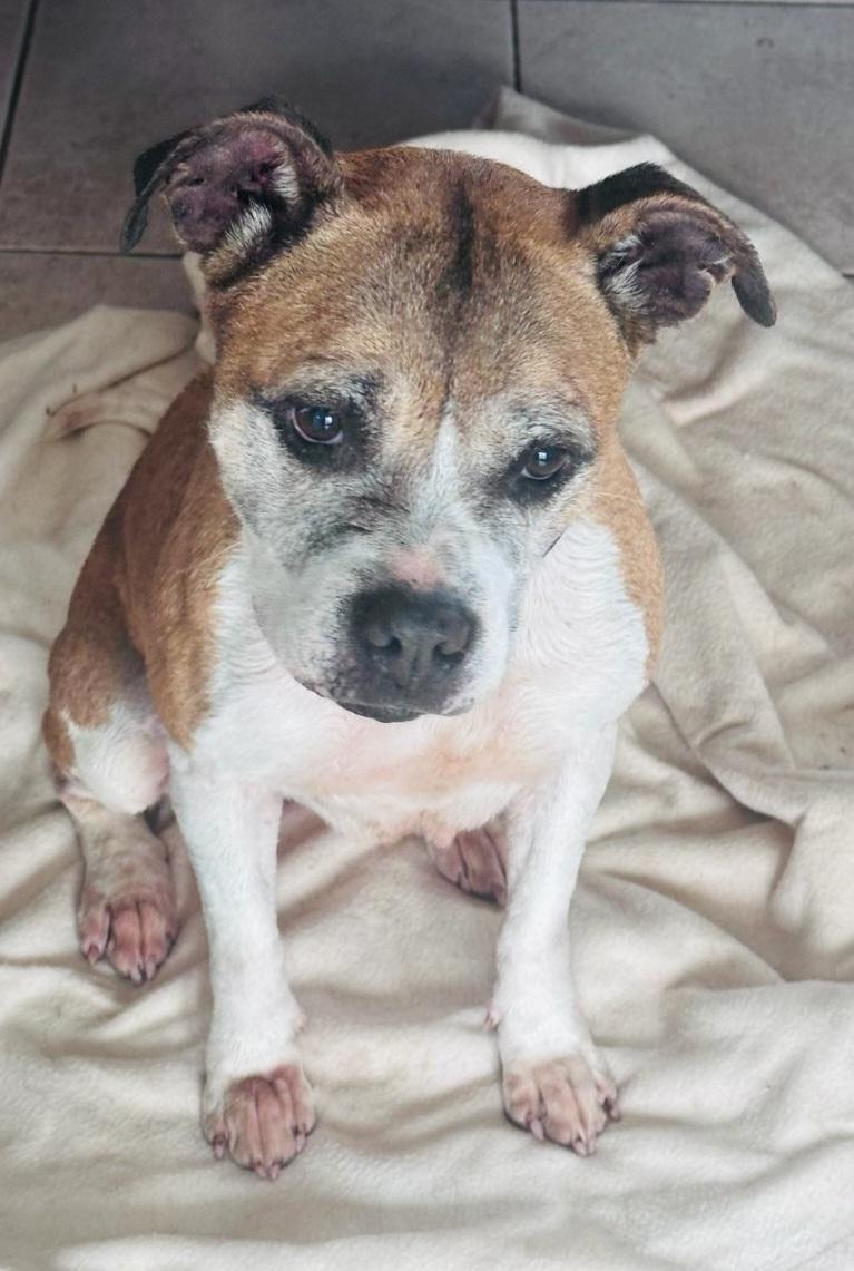 Enlarge Dorothy, a Adoptable mixed breed in Williston, VT image 1/1