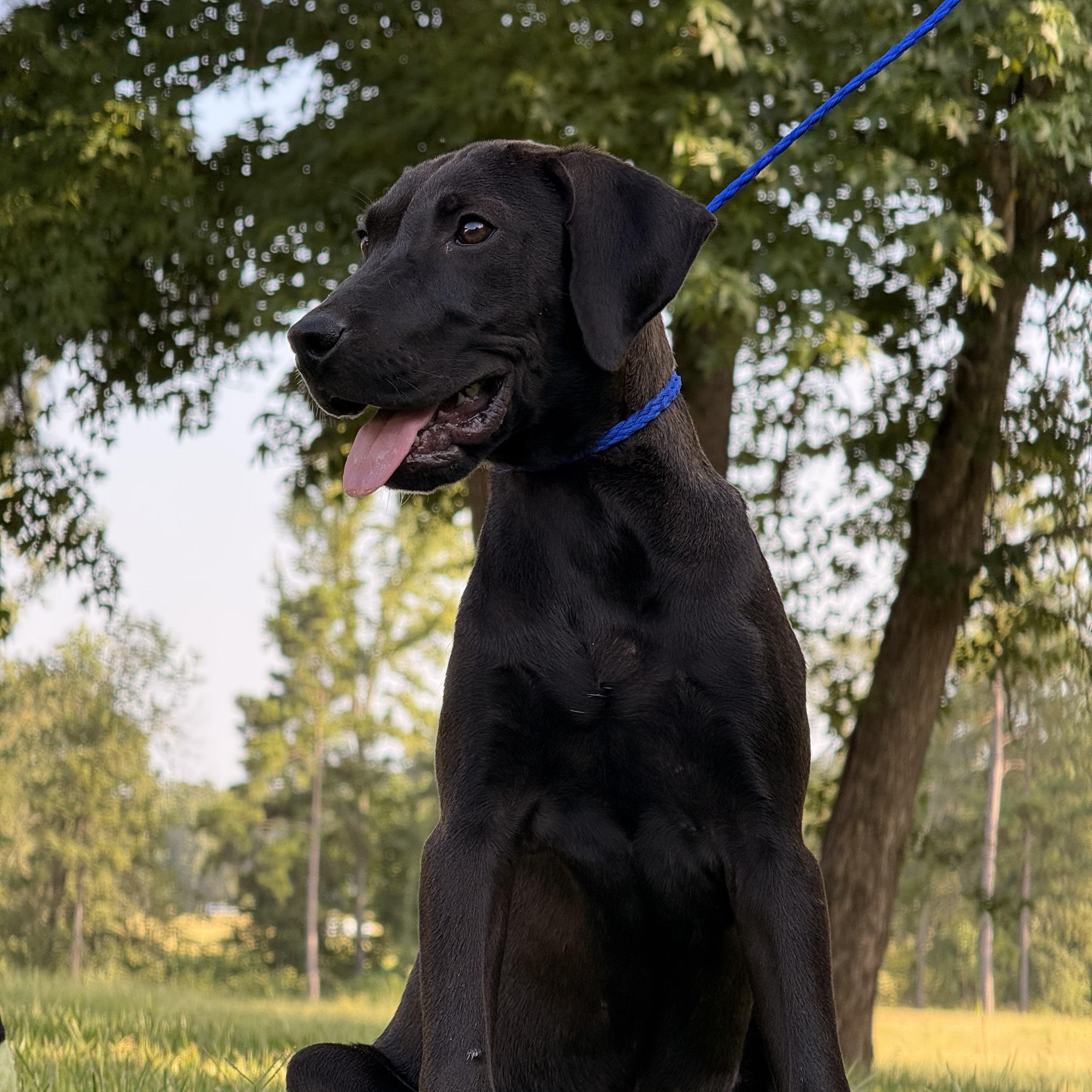 LILLY, an adopted mixed breed in Broken Arrow, OK image 2/4