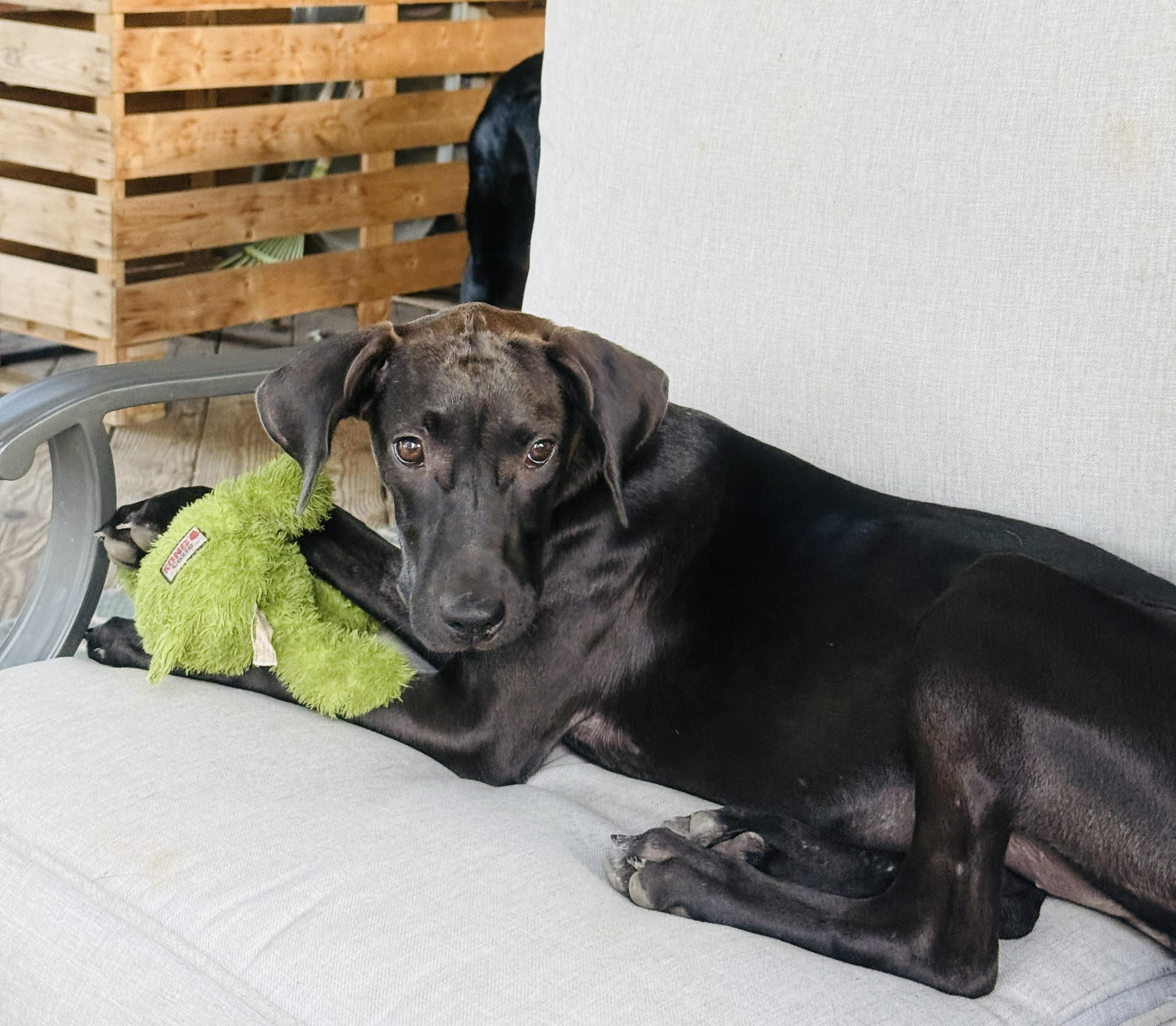 LILLY, an adopted mixed breed in Broken Arrow, OK image 3/4