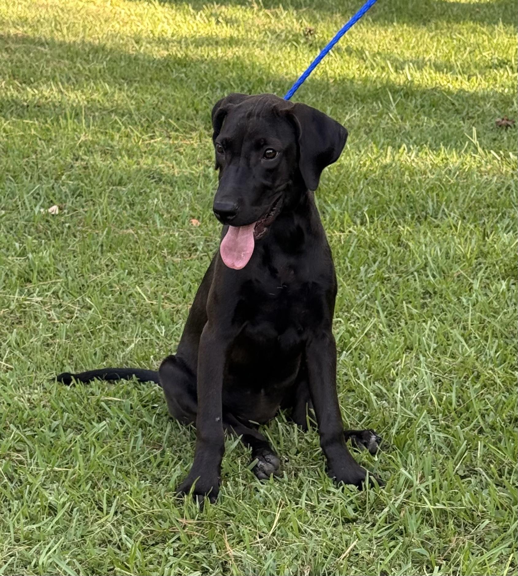 LILLY, adopted, Young Female Labrador Retriever.