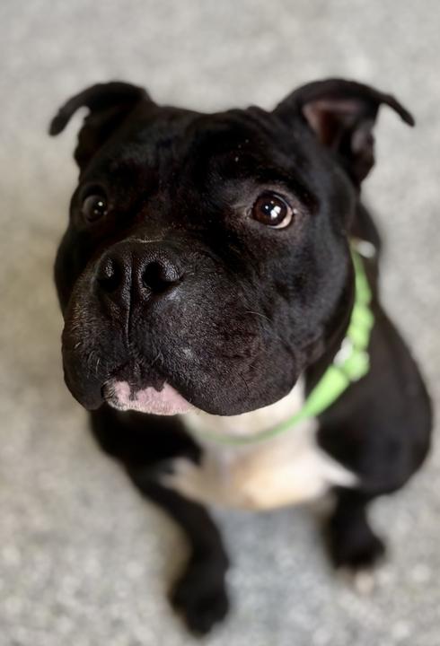 Enlarge Jerry, an adoptable mixed breed in Jackson, MI image 3/6
