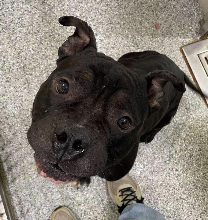 Jerry, a ADOPTABLE mixed breed in Jackson, MI image 6/6