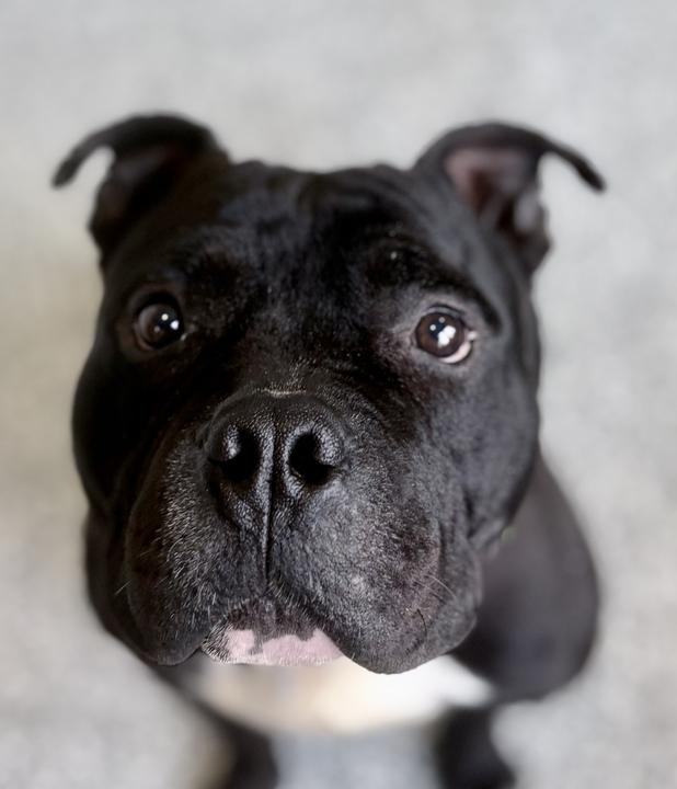 Enlarge Jerry, an adoptable mixed breed in Jackson, MI image 2/6