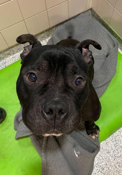 Jerry, a ADOPTABLE mixed breed in Jackson, MI image 2/6