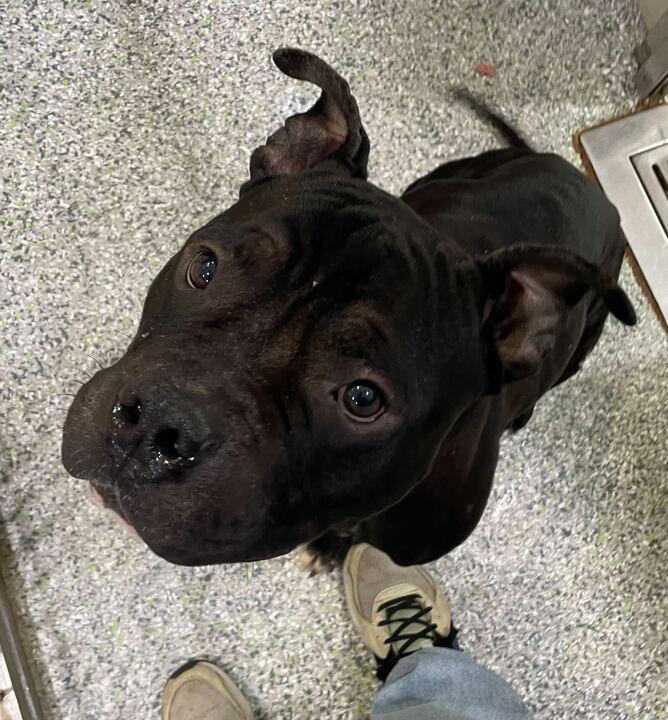 Jerry, a ADOPTABLE mixed breed in Jackson, MI image 4/6