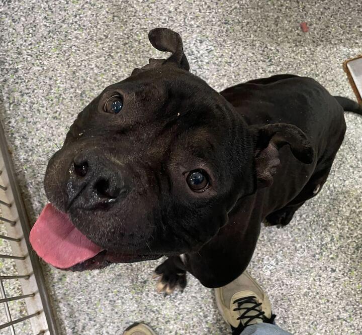 Jerry, a ADOPTABLE mixed breed in Jackson, MI image 5/6