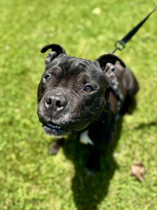 Enlarge Jerry, an adoptable mixed breed in Jackson, MI image 5/6