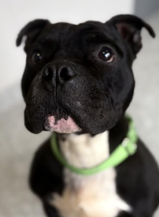 Jerry, adoptable, Young Male Pit Bull Terrier.