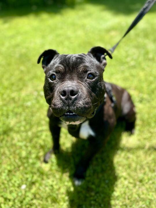 Enlarge Jerry, an adoptable mixed breed in Jackson, MI image 6/6