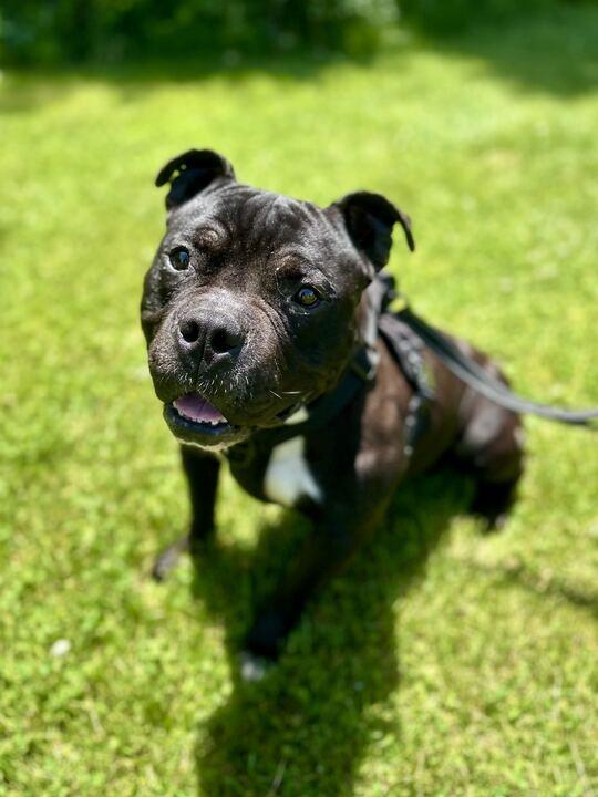Jerry, adoptable, Young Male Pit Bull Terrier.